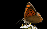 01b Small Copper (Lycaena phlaeas)